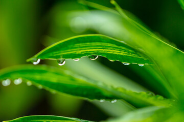 Raindrops on banana palm's leaf, Vietnam