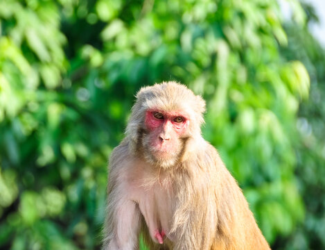 Monkey isolated with beautiful background, Nepal