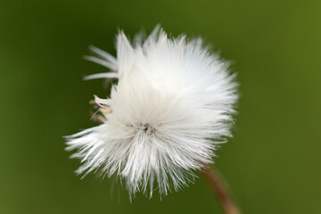 fleur de pissenlit