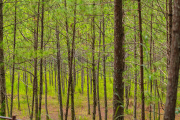 Pine trees with needles in the pine forest, Dalat