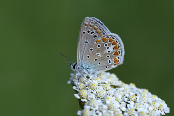 Macro shots, Beautiful nature scene. Closeup beautiful butterfly sitting on the flower in a summer garden.