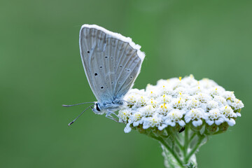 Macro shots, Beautiful nature scene. Closeup beautiful butterfly sitting on the flower in a summer garden.