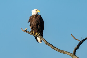 Perched Adult Bald Eagle
