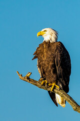 Perched Adult Bald Eagle