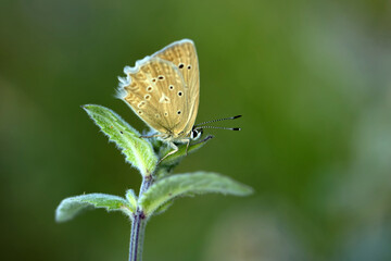 Macro shots, Beautiful nature scene. Closeup beautiful butterfly sitting on the flower in a summer garden.