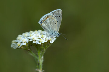 Macro shots, Beautiful nature scene. Closeup beautiful butterfly sitting on the flower in a summer garden.