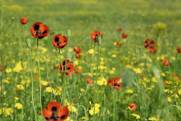 Beautiful flowers growing in meadow on sunny day