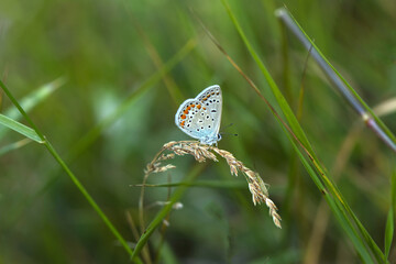 Macro shots, Beautiful nature scene. Closeup beautiful butterfly sitting on the flower in a summer garden.
