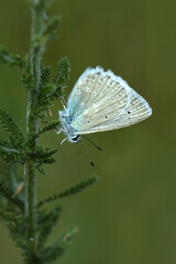 Macro shots, Beautiful nature scene. Closeup beautiful butterfly sitting on the flower in a summer garden.