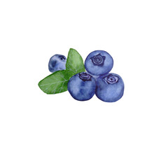 Blueberry, hand drawn watercolor illlustration, object isolated on white background