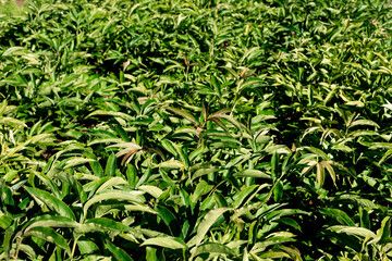 Plantation for growing peonies for flower beds in parks