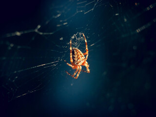Spider on the web. Macro photography