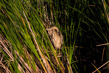 American bittern seen perched hiding in reeds during a golden hour summer morning, Leon-Provancher Marsh, Neuville, Quebec, Canada