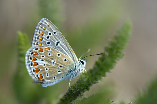 Macro shots, Beautiful nature scene. Closeup beautiful butterfly sitting on the flower in a summer garden.