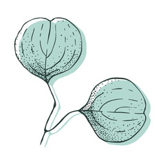 Isolated vector hand drawn Eucalyptus leaves and branches for decoration