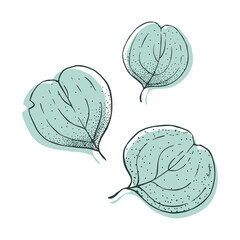 Isolated vector hand drawn Eucalyptus leaves and branches for decoration