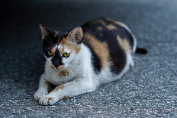 portrait of a street cat