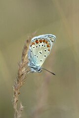 Macro shots, Beautiful nature scene. Closeup beautiful butterfly sitting on the flower in a summer garden.