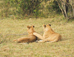 Female lion in Masai Mara , Kenya
