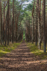 Pine trees in the forest on the Curonian Spit.