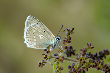 Macro shots, Beautiful nature scene. Closeup beautiful butterfly sitting on the flower in a summer garden.