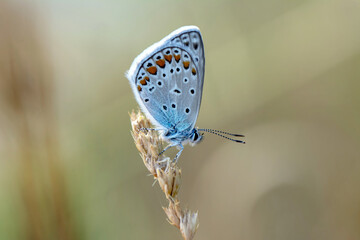 Macro shots, Beautiful nature scene. Closeup beautiful butterfly sitting on the flower in a summer garden.