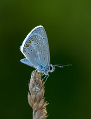 Macro shots, Beautiful nature scene. Closeup beautiful butterfly sitting on the flower in a summer garden.