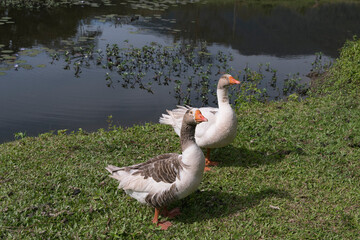 Two geese standing near the farm's lake.
