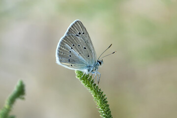 Macro shots, Beautiful nature scene. Closeup beautiful butterfly sitting on the flower in a summer garden.