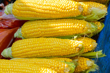 ANTALYA, TURKEY: Sale of yellow corn in a street market. Grocery traditional Turkish bazaar in Antalya.