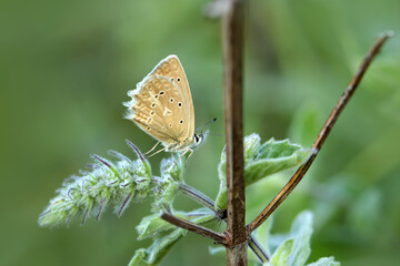 Macro shots, Beautiful nature scene. Closeup beautiful butterfly sitting on the flower in a summer garden.