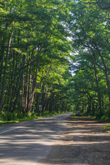 Pine trees in the forest on the Curonian Spit.