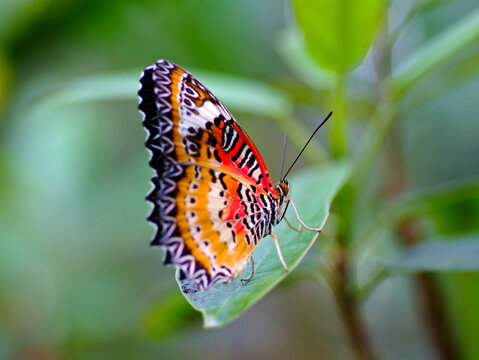 Tropic nature forest, big butterfly sitting on green leaves, insect in the nature habitat
