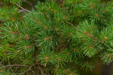 Pine branch in the forest of the Curonian Spit