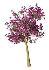 Obraz premium 3D Rendering Magnolia Tree on White