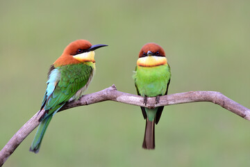 green bird with brown head gethering on same wooden branch during breeding season in thailand, kaoyai national park, chestnut-headed bee-eater