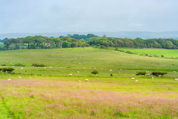 Obraz premium Rural Pembrokshire in Wales