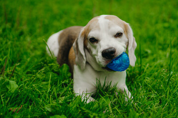 A cute beagle puppy is playing with a blue ball on the green grass. A happy dog lies in a summer park and chews on a toy.