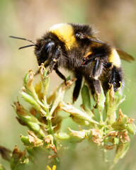bumblebee collects pollen on a flower, close-up