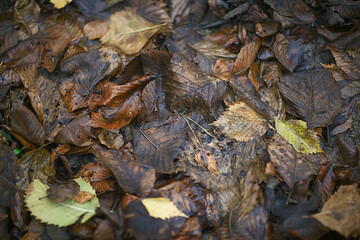 fallen leaves background, abstract autumn october wallpaper