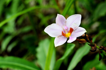 Fototapeta premium Vanda douglas orchid is a type of ground orchid. usually live in clumps or planted in pots with sufficient sunlight