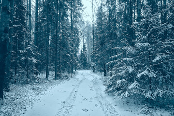 landscape winter forest gloomy, seasonal landscape snow in forest nature