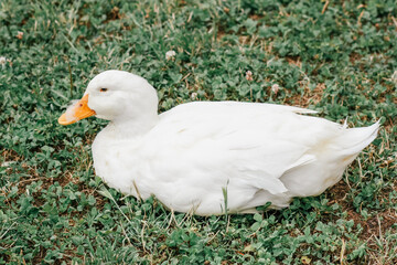 White duck