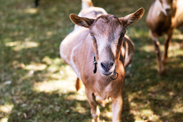 Portrait photo of a brown pregnant goat in a country yard. Pregnant brown goat resting on the ground looking at the camera