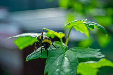 bee and leaf