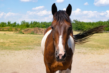 Panorama of horse looking straight forward, on a blurred background of sky and grass. Portrait of a bay gelding. Thoroughbred chestnut stallion. Horse head close up in the summer field, farm