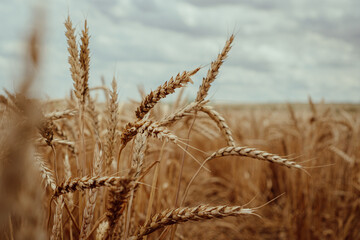 ears of wheat in the summer field