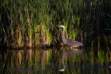 Long-legged great blue heron wading in a lake in during a summer golden hour, Leon-Provancher conservation area, Neuville, Quebec, Canada
