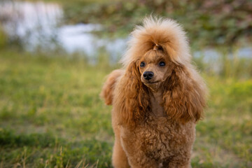 Portrait of a beautiful young well-groomed thoroughbred red poodle stands by a pond in a summer city park.