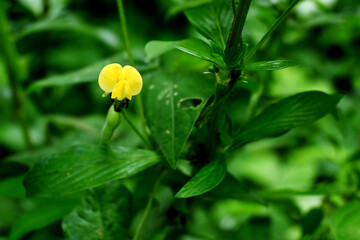 yellow flowers. Yellow flowers are often interpreted as a bearer of good news, good wishes, and happiness